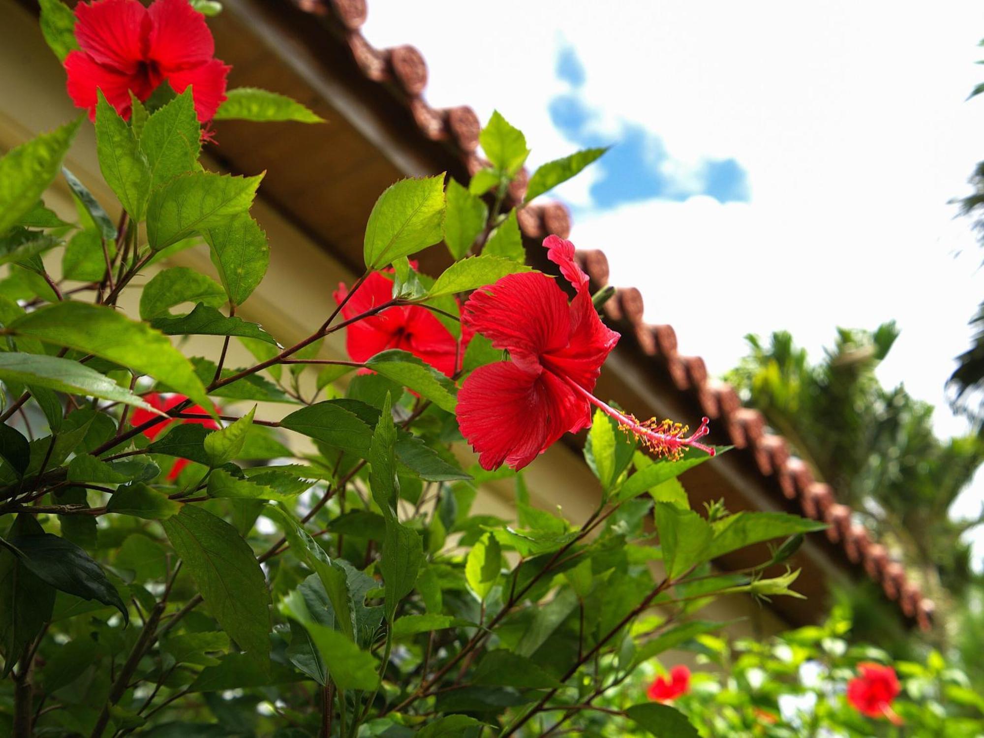 Nagahama Beach Resort Kanon Nakijin Dış mekan fotoğraf